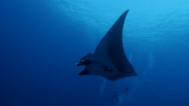 istock Giant Oceanic Manta Ray (Manta birostris) flying below sea surface 1192309741