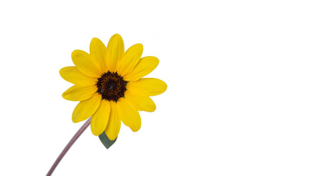 istock Beautiful California Brittlebush Flowers (Yellow flower) isolate on white background 1192309761