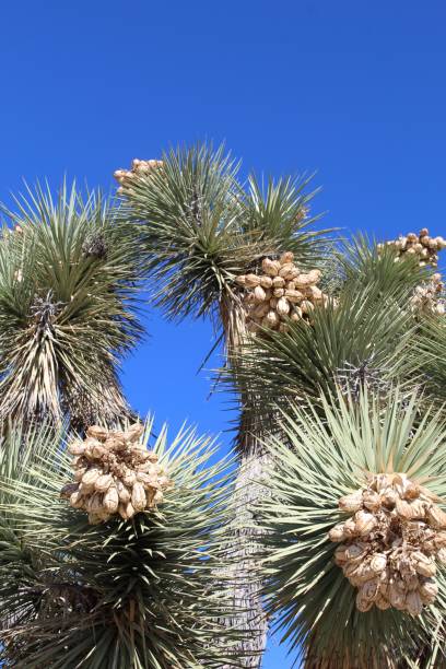 istock SEEDS OF SCATTERING - JOSHUA TREE NP - 110619 D 1192309790