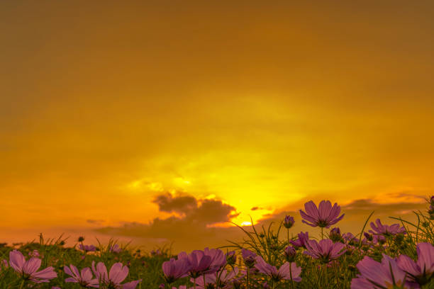 les images de scène avec des fleurs au premier plan et le ciel d'or au coucher du soleil, laissent l'espace pour le texte pour l'usage comme image de fond - romantic sky audio photos et images de collection