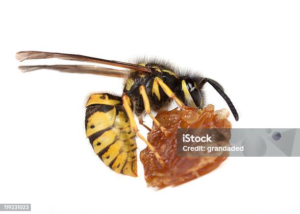 Wasp 食べるフルーツ - カットアウトのストックフォトや画像を多数ご用意 - カットアウト, カラー画像, カリバチ