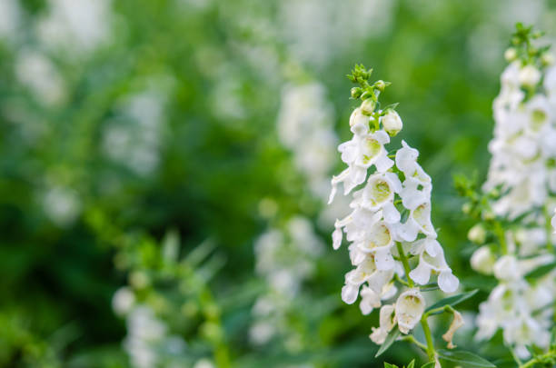 istock salvia white flowers 1192310562