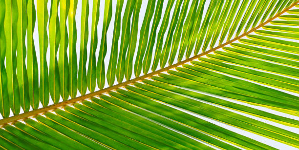 istock Coconut Palm tree with blue sky,beautiful tropical background. 1192311752