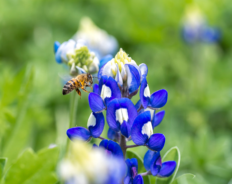 A bee is having a fest in bluebonnets. Bluebonnet is Texas’s state flower. Every year in later March and early April, flowers spread all over the state like a giant flower blanket. Enjoy Mother Nature’s gift to us.
