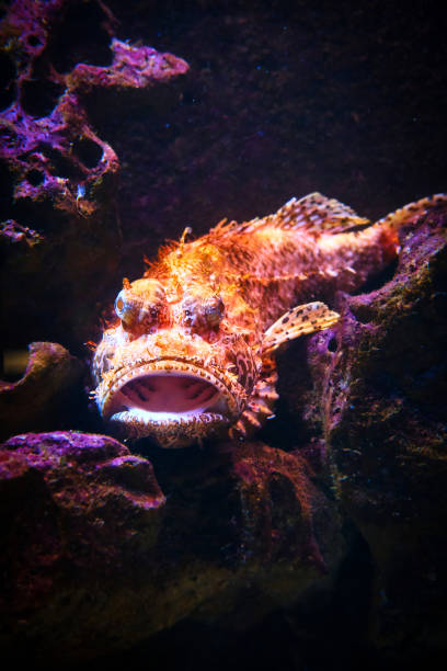 Close-up of tropical fish: redfish