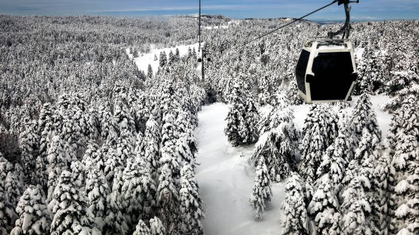 Snow capped pine forest and gondola lift