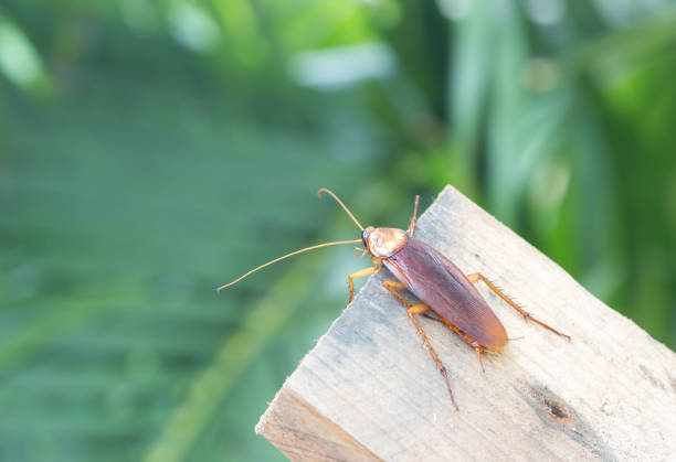 istock Cockroach on wooden, nature blurred background. 1192314524