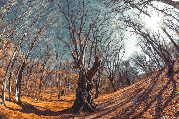 istock Picturesque autumn forest 1192314542