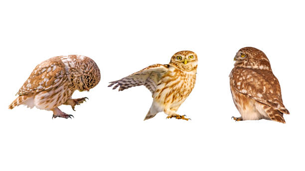 istock Little owls. Isolated birds. White background. 1192314584