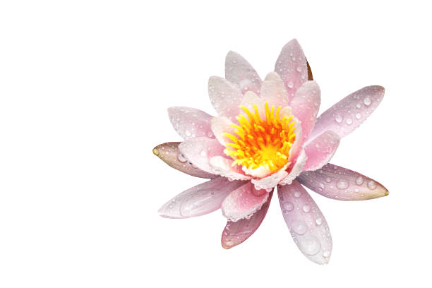 belle rose magique de lis d'eau ou fleur de lotus marliacea rosea dans le vieil étang. les pétales de nymphaea sont couverts de gouttes de pluie dans l'étang - pond water lily water drop photos et images de collection