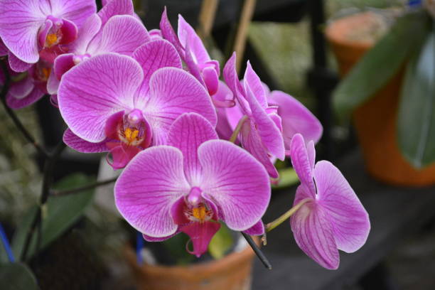 istock Beautiful orchid 1192316579