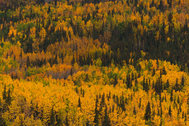 istock Forest and trees in autumn colors in Alaska 1192317221