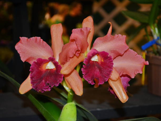 Beautiful orchid Beautiful orchid. Photo taken in the city of Joinville, the City of Flowers, Santa Catarina, Brazil, on 11/17/2019. oncidium orchids stock pictures, royalty-free photos & images