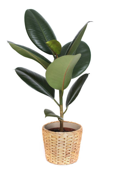 houseplant - ficus, rubber plant, in wicker pot isolated on white background. houseplant - ficus, rubber plant, in wicker pot isolated on white background indian rubber houseplant stock pictures, royalty-free photos & images