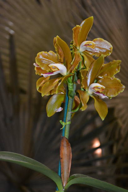 Beautiful orchid Beautiful orchid. Photo taken in the city of Joinville, the City of Flowers, Santa Catarina, Brazil, on 11/17/2019. oncidium orchids stock pictures, royalty-free photos & images