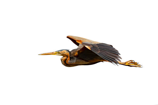 Purple Heron. Ardea purpurea.