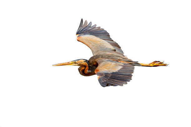 istock Flying heron. Isolated bird. White background. Purple Heron. Ardea purpurea. 1192317633