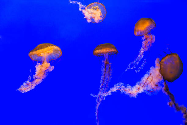 istock Group of glowing jellyfish in water 1192317896