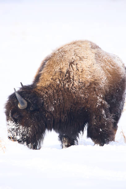 istock American Bison in snow covered field 1192318498