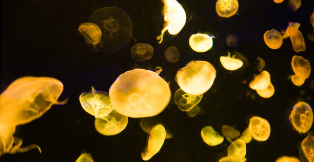 grupo de medusas resplandecientes en el agua - jellyfish moon jellyfish underwater wildlife fotografías e imágenes de stock