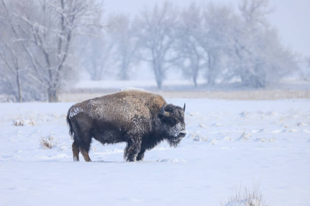 istock American Bison in snow covered field 1192318563