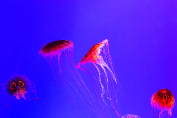 istock Group of glowing jellyfish in water 1192318712