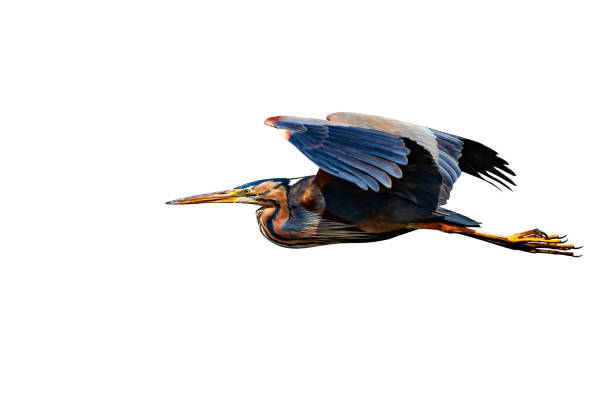 istock Flying heron. Isolated bird. White background. Purple Heron. Ardea purpurea. 1192318737