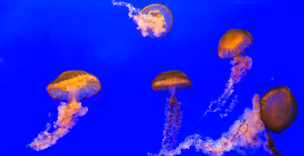 istock Group of glowing jellyfish in water 1192318791