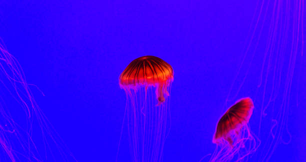 istock Two glowing jellyfish in water 1192318895