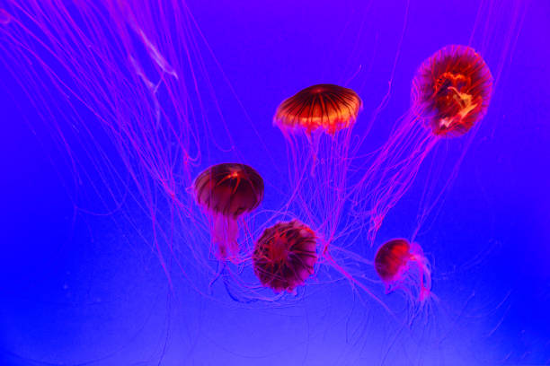 istock Group of glowing jellyfish in water 1192318897