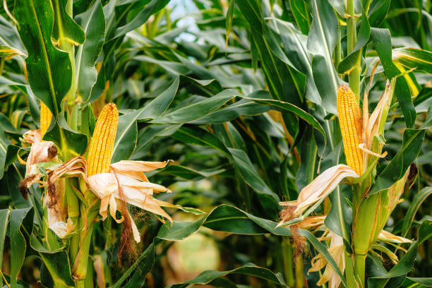 maíz en la mazorca en el campo de plantación - genetic modification corn corn crop genetic research fotografías e imágenes de stock