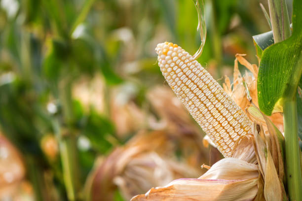istock Corn on the cob with white kernels growing in cultivated agricultural field 1192319056