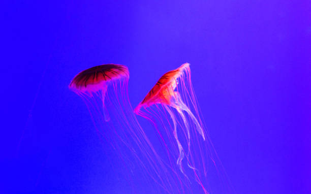 istock Two glowing jellyfish in water 1192319111