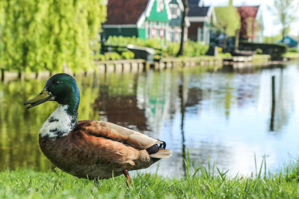 istock A mallard duck is standing by the pond 1192319921