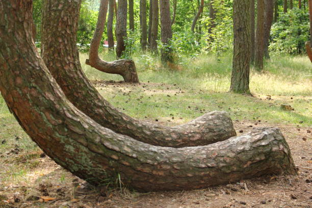 istock A crooked forest in Poland with its bizarre trees. 1192320925