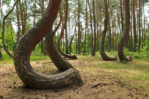 istock A crooked forest in Poland with its bizarre trees. 1192320961