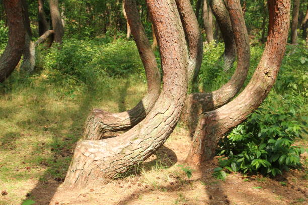 istock A crooked forest in Poland with its bizarre trees. 1192321026