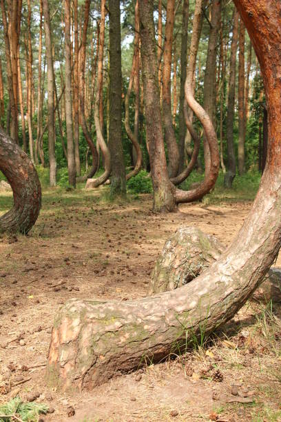 istock A crooked forest in Poland with its bizarre trees. 1192321052