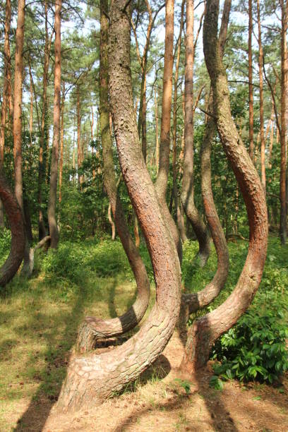 istock A crooked forest in Poland with its bizarre trees. 1192321091