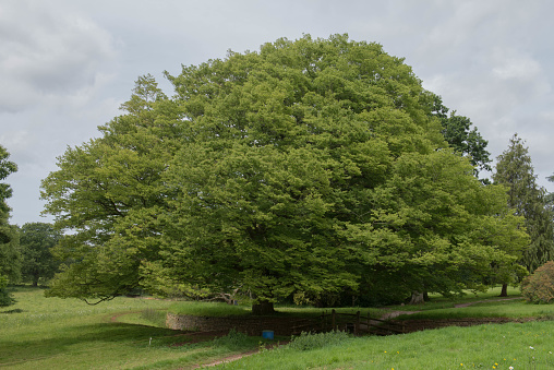 Zelkova serrata is a Deciduous Tree Native to Japan, Korea, China and Taiwan