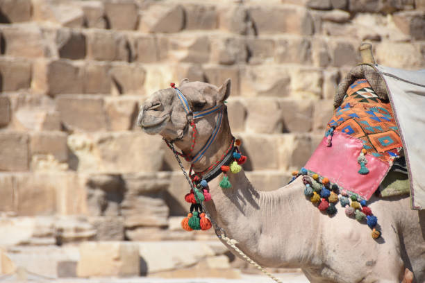 istock camel waiting in front of great pyramid 1192321274