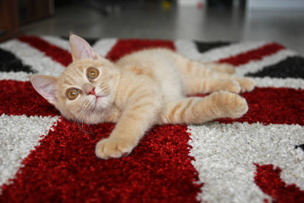istock A cute kitten is sleepy and is lying on a carpet. 1192324102