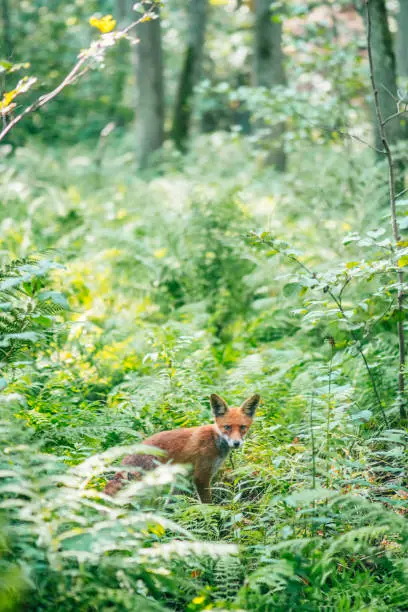 Photo of Red fox in wild nature in summer