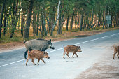 Family of wild boars crossing road