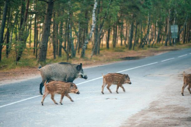 Family of wild boars crossing road stock photo