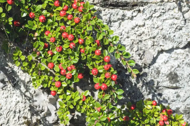 Photo of Red berries and green leaves of cotoneaster on a stone wall background.