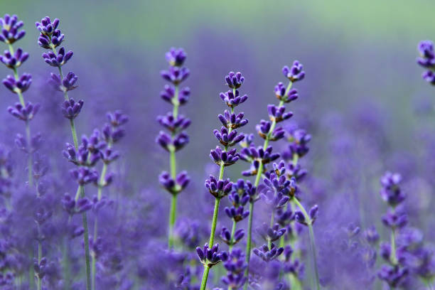 istock the beautiful fields of Provance during the summer 1192327499
