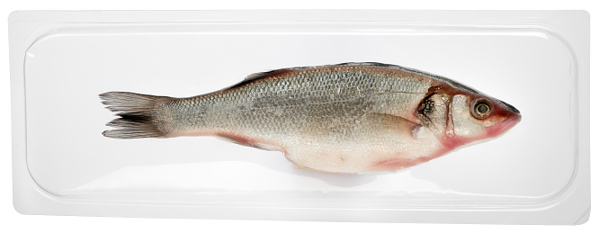 Fresh vacuum packed for long term storage whole sea bass fish isolated on white viewed side one from overhead