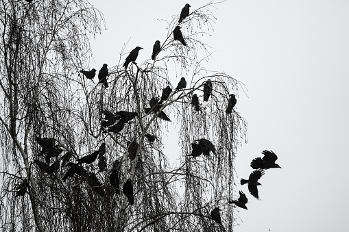 A flock of crows flying above the frozen field during the gloomy winter day.
