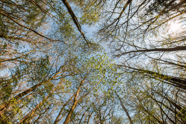 istock Looking up in the treetops during the hot spring day. 1192327909